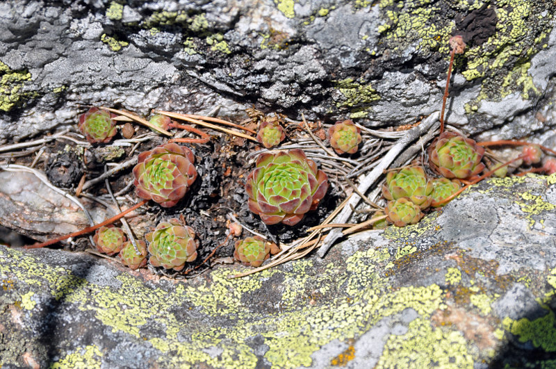 Image of Sempervivum caucasicum specimen.
