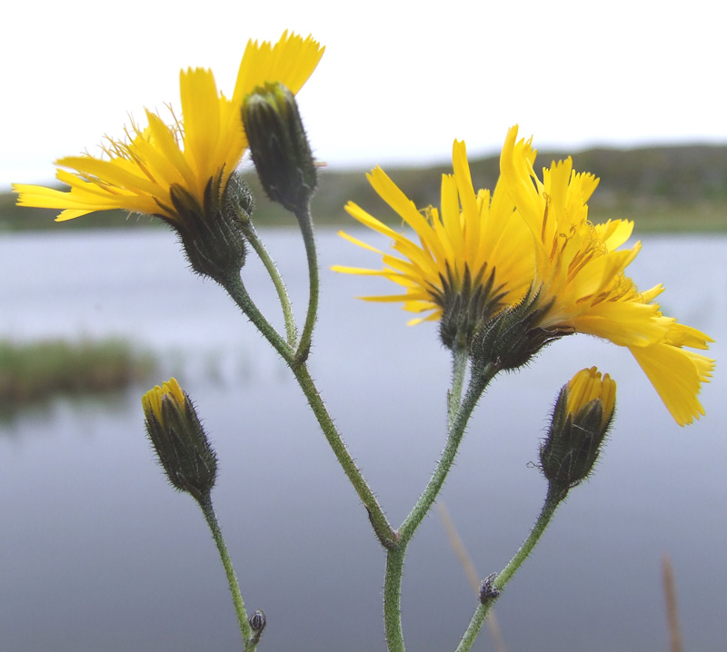 Изображение особи род Hieracium.