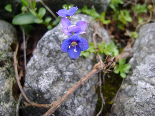 Image of Veronica fruticans specimen.