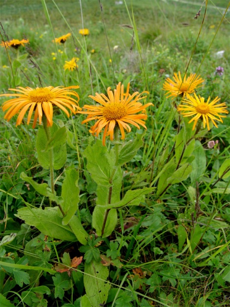 Изображение особи Inula orientalis.