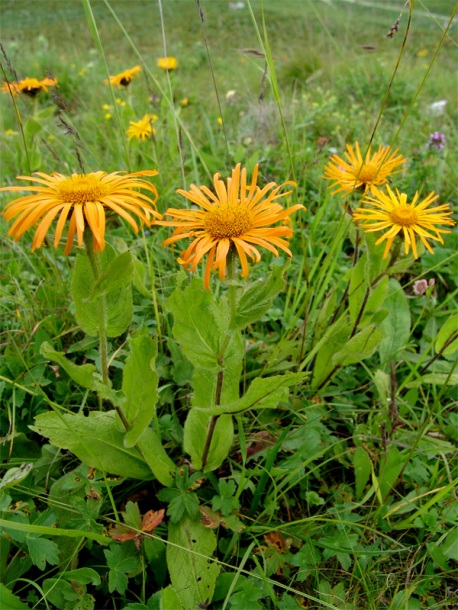 Image of Inula orientalis specimen.