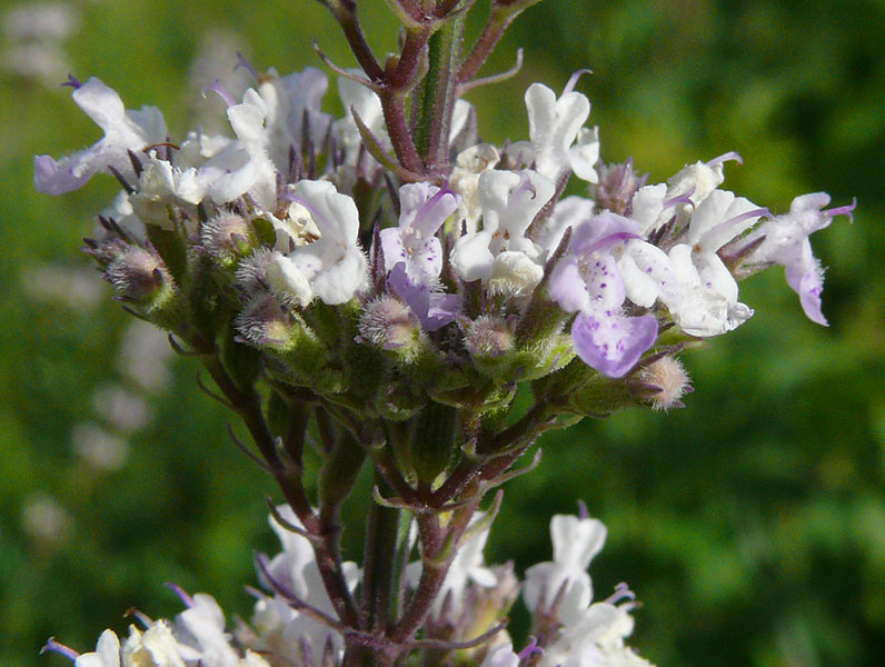 Изображение особи Nepeta nuda.