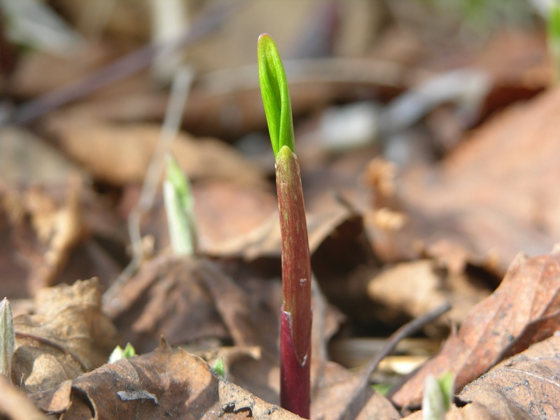 Image of Allium ochotense specimen.