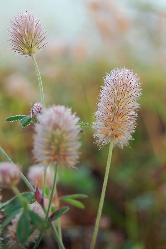 Image of Trifolium arvense specimen.