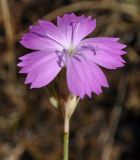 Dianthus gracilis