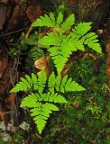 Gymnocarpium dryopteris. Растения в буковом лесу. Украина, Закарпатская область, Раховский район, 500-600 м н.у.м. 3 мая 2008 г.