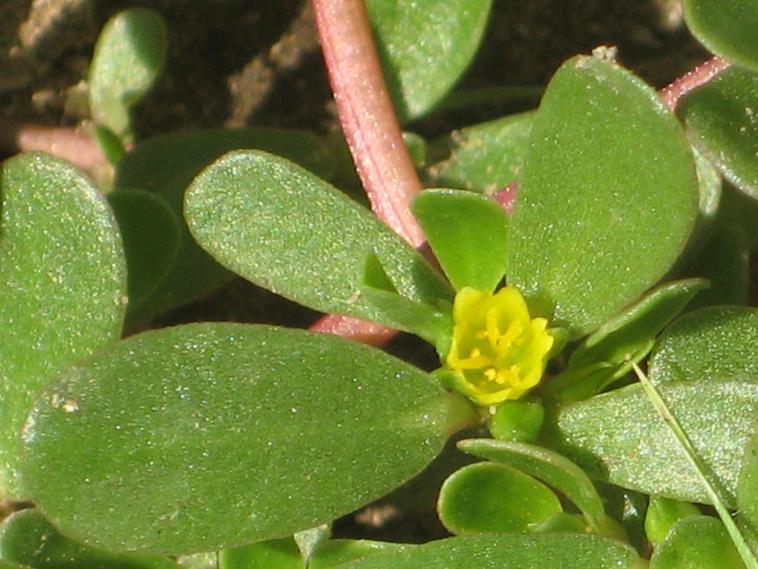 Изображение особи Portulaca oleracea.