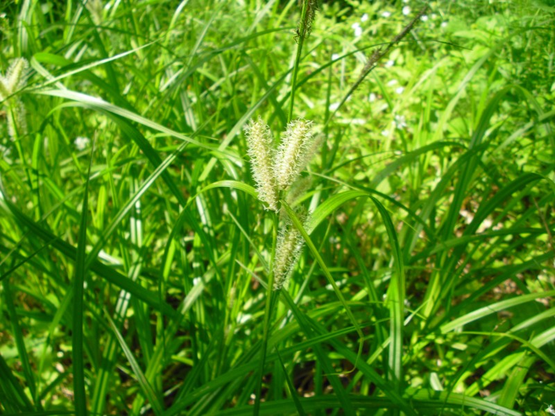 Изображение особи Carex rhynchophysa.