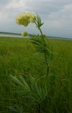 Thalictrum flavum