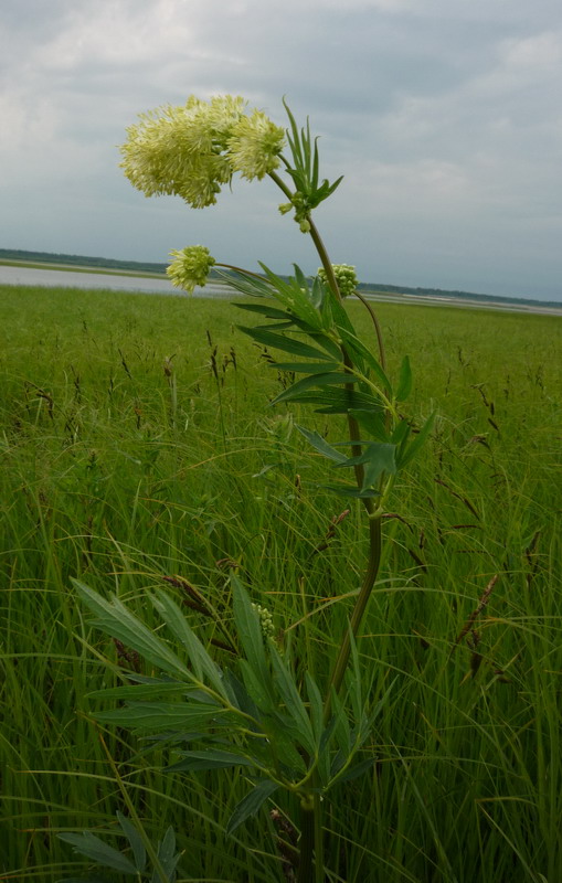 Image of Thalictrum flavum specimen.