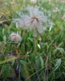 Dryas oxyodonta