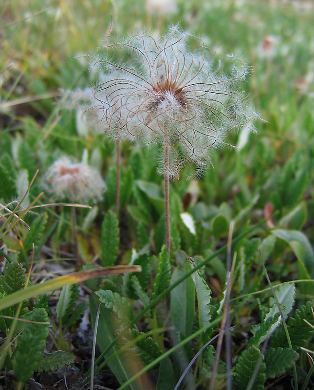 Image of Dryas oxyodonta specimen.