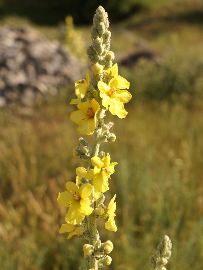 Изображение особи Verbascum songaricum.