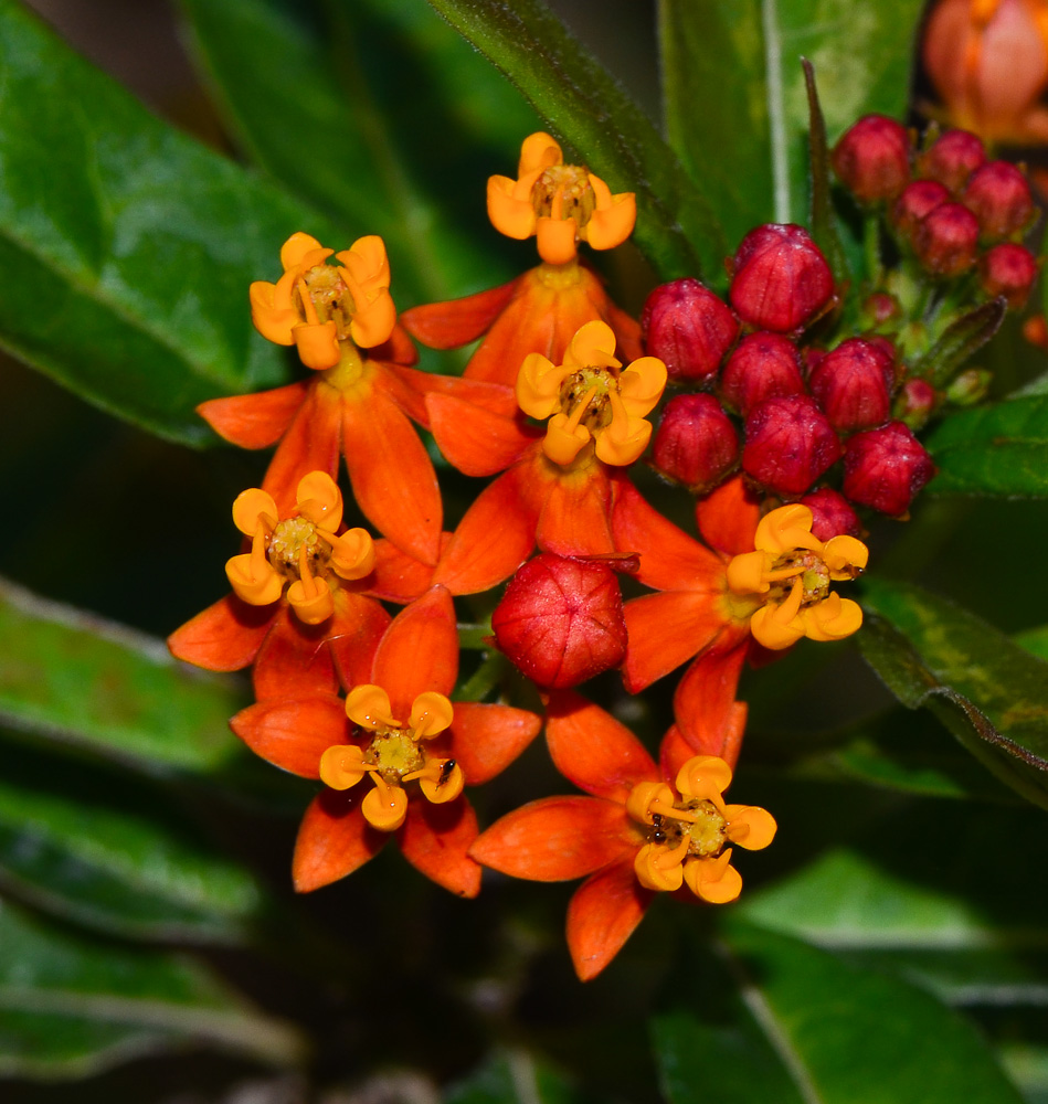 Изображение особи Asclepias curassavica.