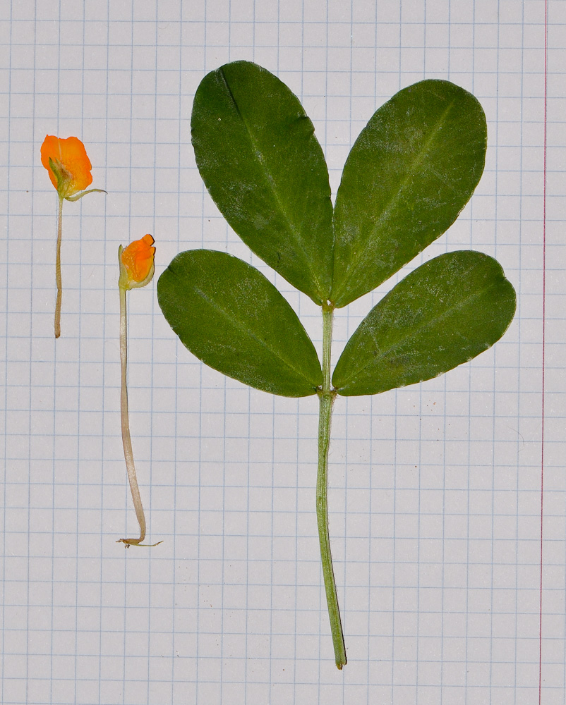 Image of Arachis hypogaea specimen.