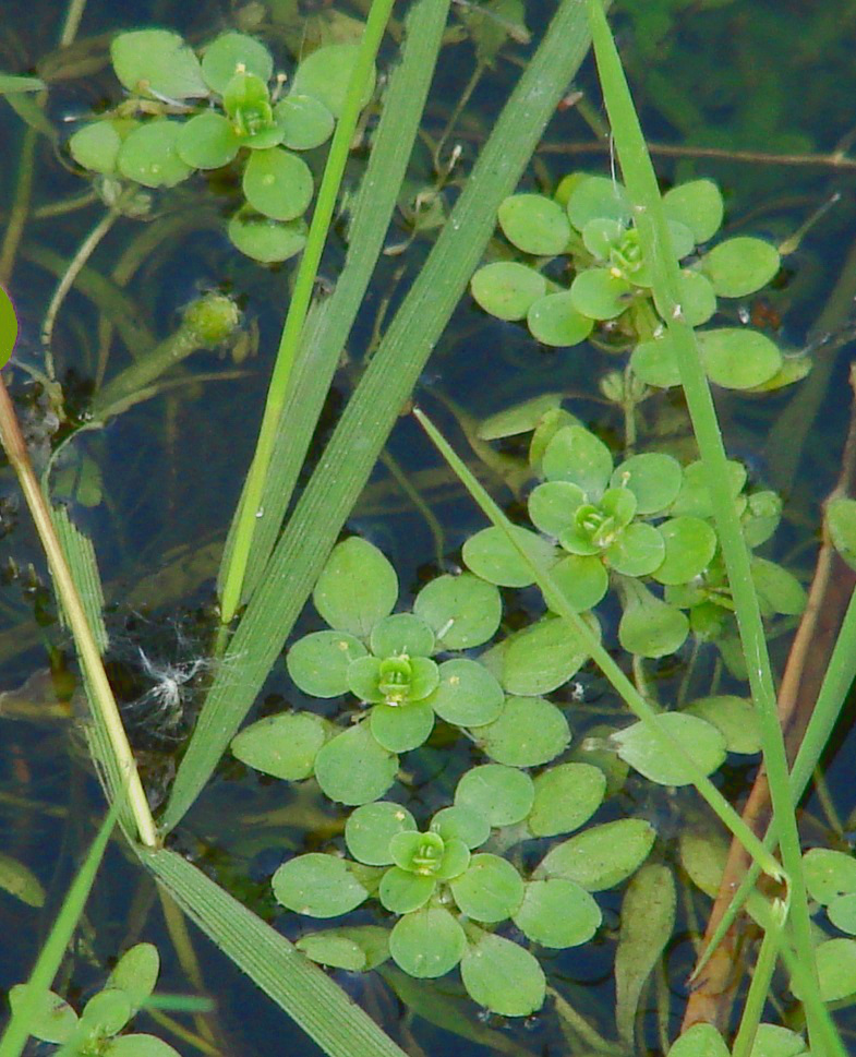 Image of Callitriche palustris specimen.