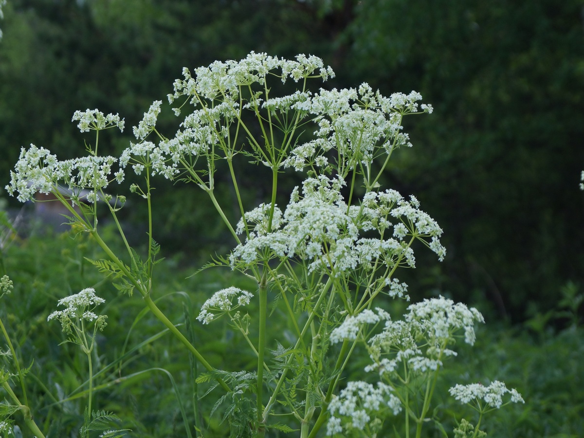 Изображение особи Anthriscus sylvestris.