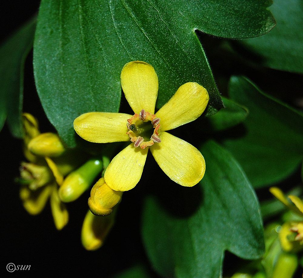 Изображение особи Ribes aureum.