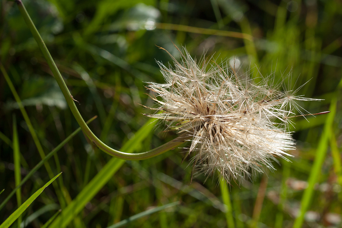 Изображение особи Hypochaeris radicata.