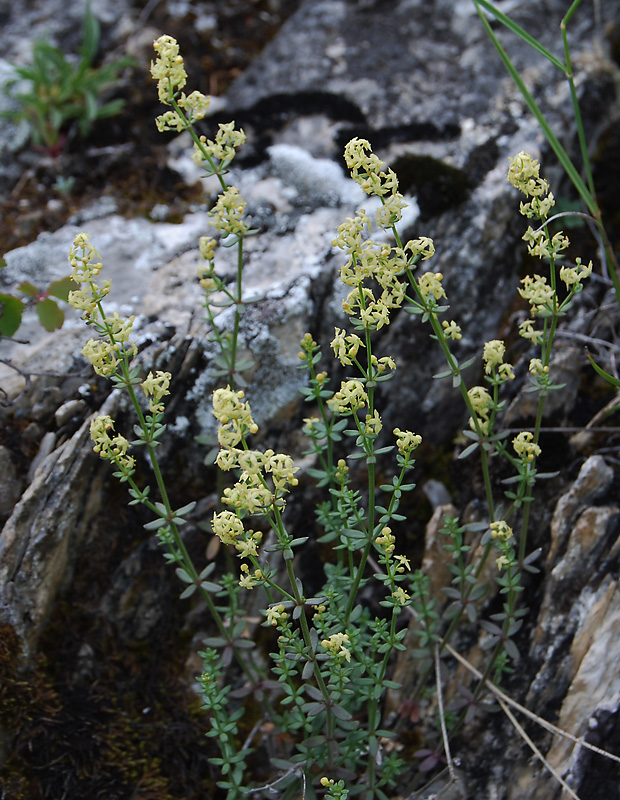 Изображение особи Galium coriaceum.