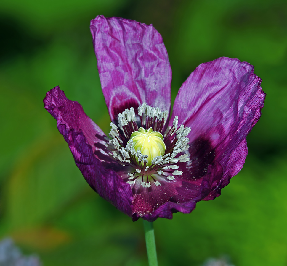 Изображение особи Papaver somniferum.