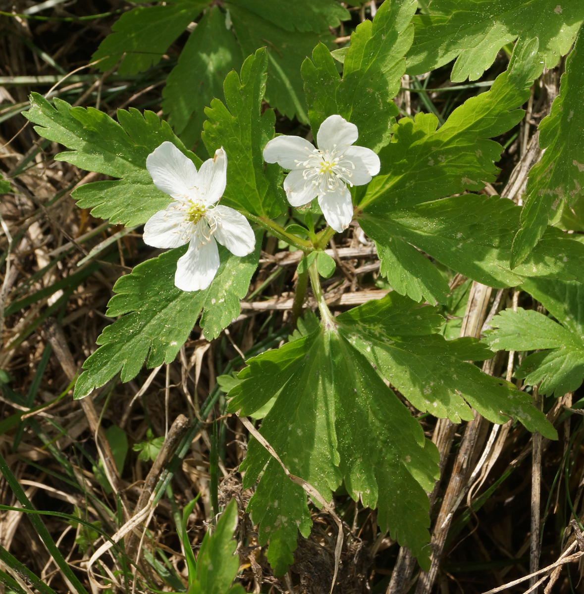 Image of Anemone umbrosa specimen.
