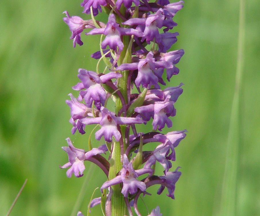 Image of Gymnadenia conopsea specimen.