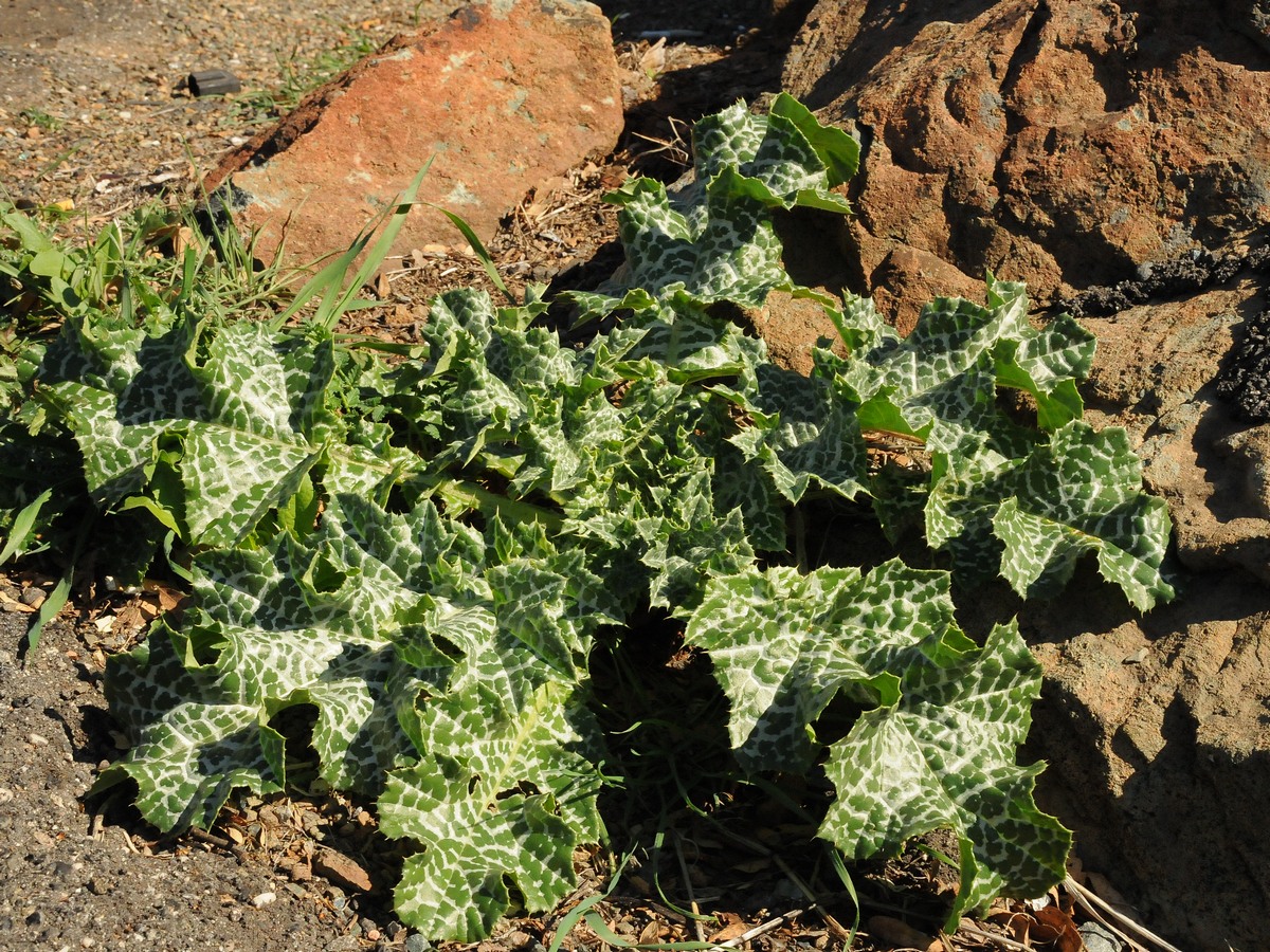 Изображение особи Silybum marianum.