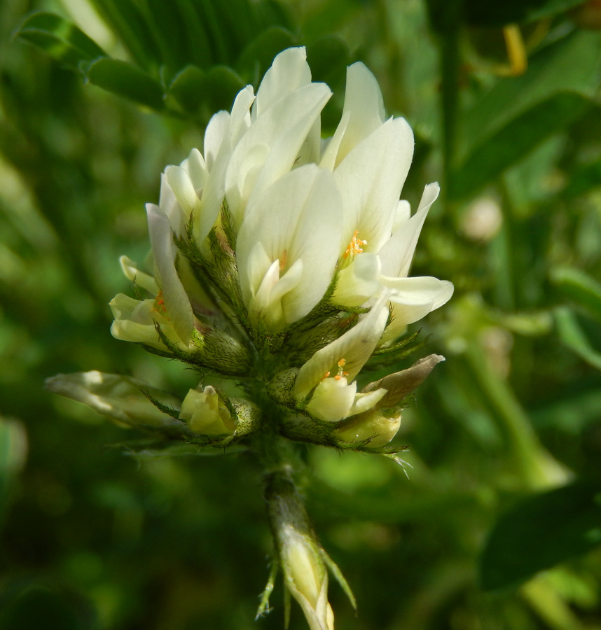 Изображение особи Astragalus hamosus.