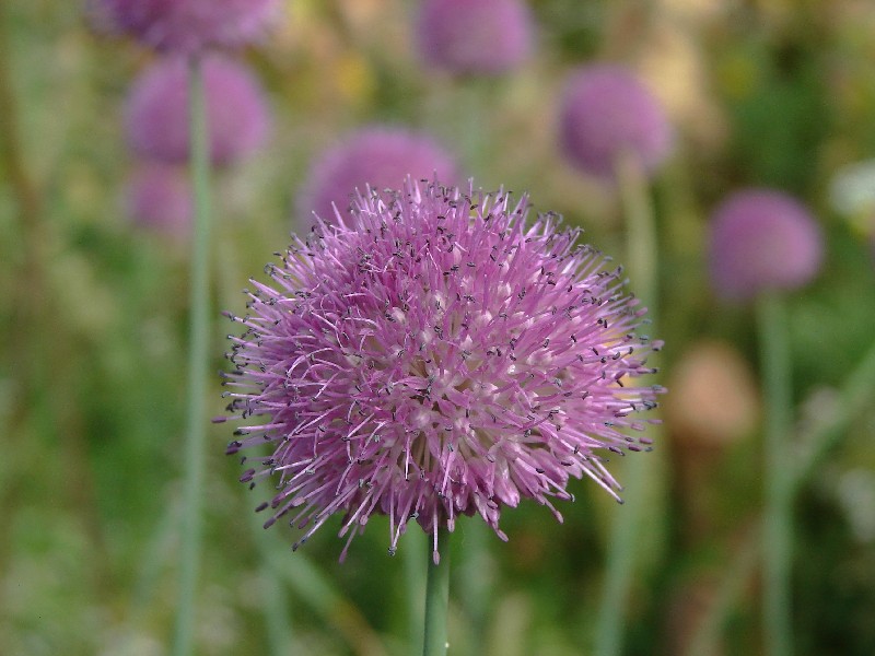 Image of Allium hymenorhizum specimen.