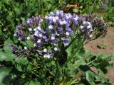 Limonium arboreum. Соцветие. Испания, Канарские о-ва, Гран Канария, муниципалитет Santa Brígida, Tafira Baja, ботанический сад Jardín Botánico Canario Viera y Clavijo, в культуре. 28 февраля 2010 г.