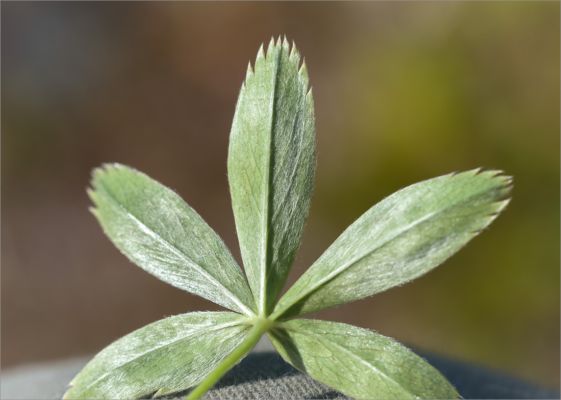 Изображение особи Alchemilla alpina.