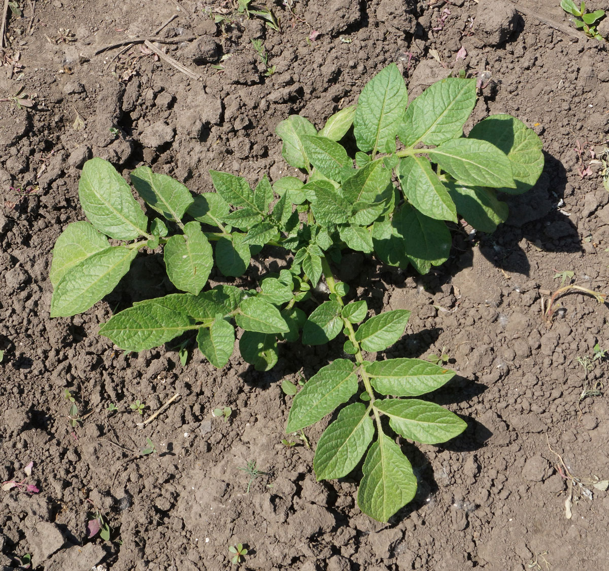 Изображение особи Solanum tuberosum.