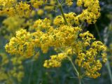 Galium verum. Часть соцветия. Челябинская обл., окр. г. Челябинск, Золотая горка, разнотравная поляна в берёзовом лесу. 30.06.2014.