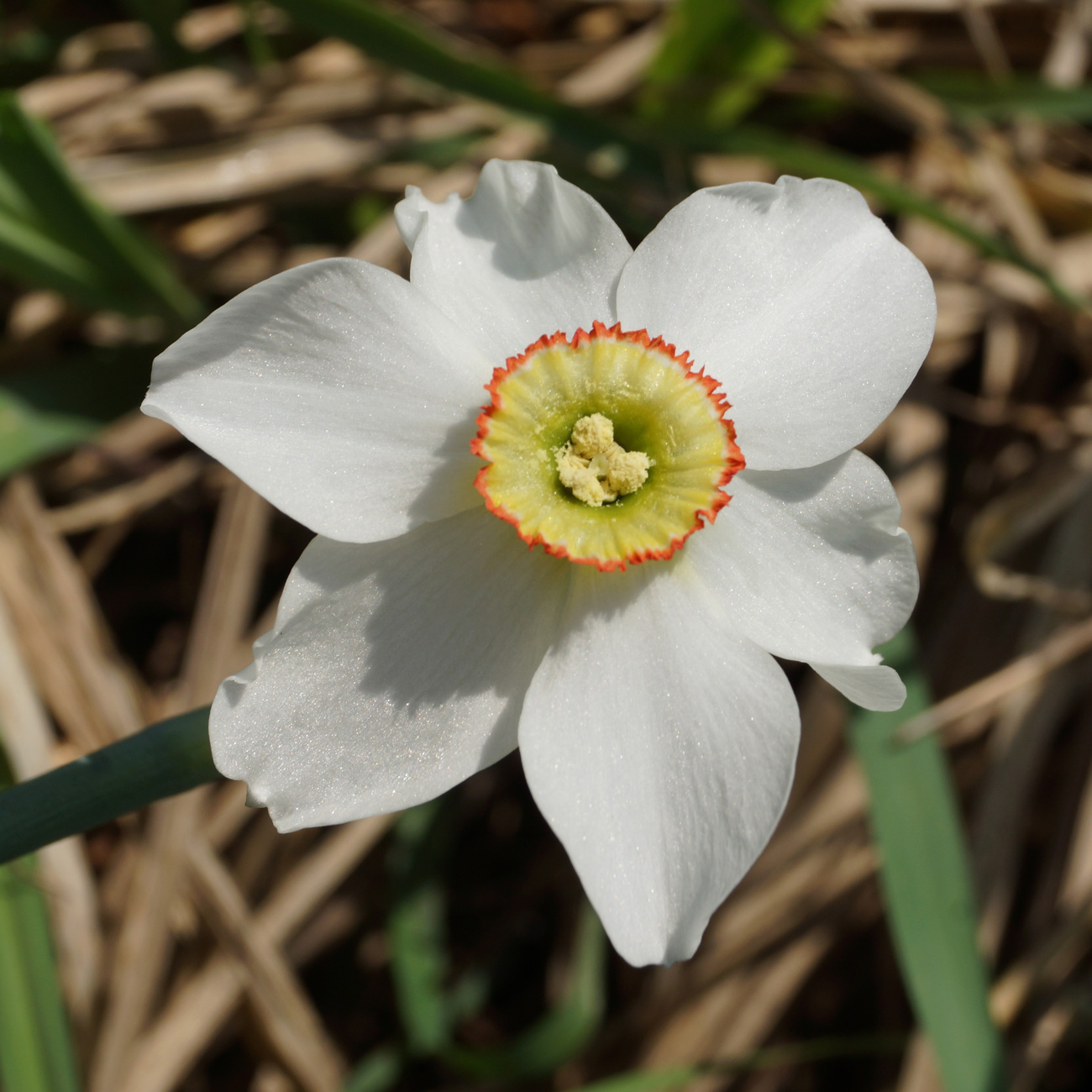 Изображение особи Narcissus poeticus.