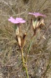 Dianthus polymorphus. Верхушка побега с цветками и плодами. Краснодарский край, Анапский муниципалитет, село Витязево, Витязевская коса, участок закреплённых песков. 22.08.2015.