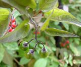 Solanum kitagawae. Верхушка побега с соплодием. Якутия (Саха), г. Якутск, сквер. 15.08.2012.
