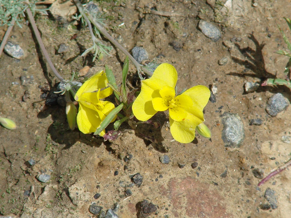 Image of Hypecoum erectum specimen.