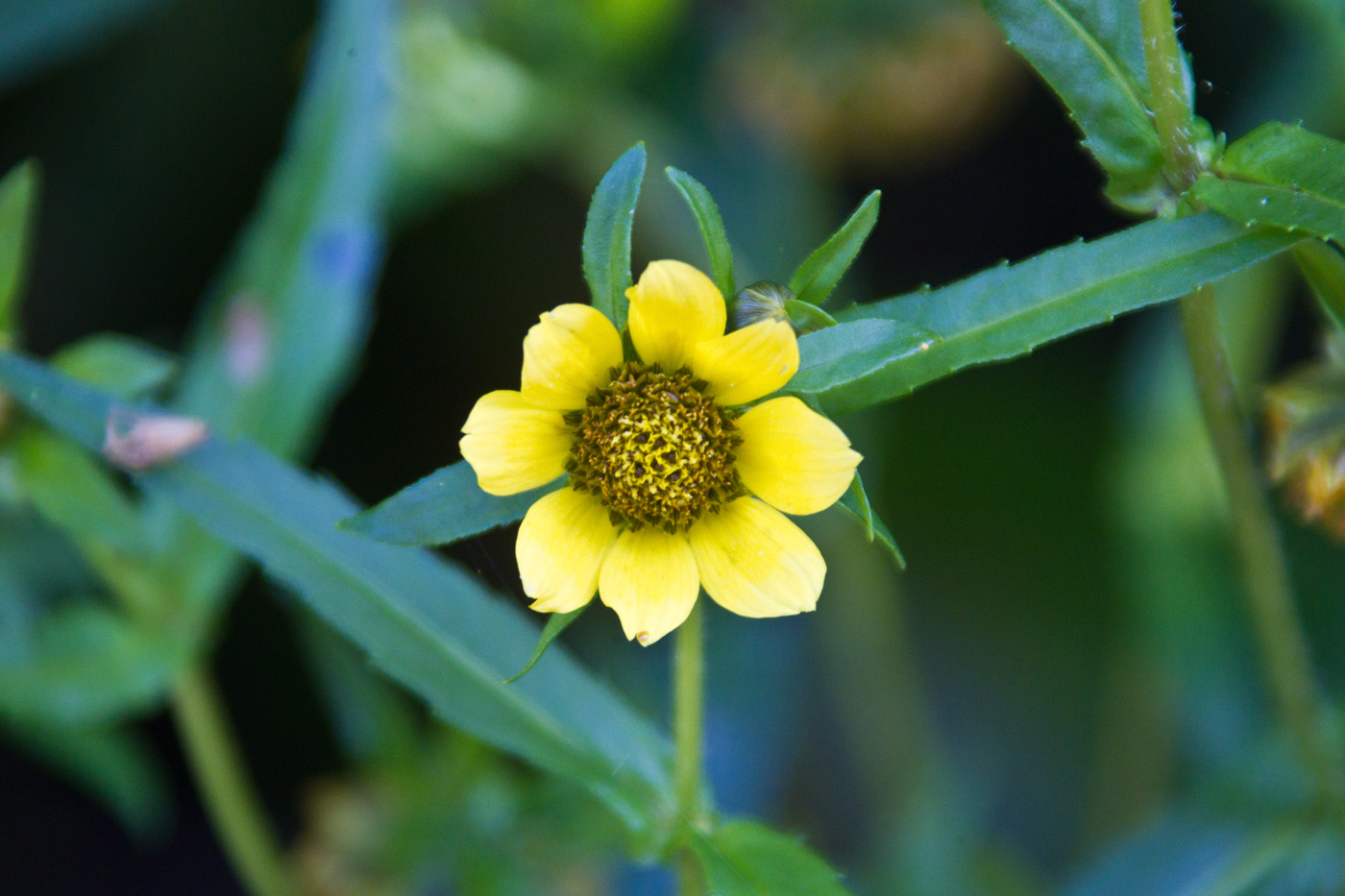 Изображение особи Bidens cernua var. radiata.