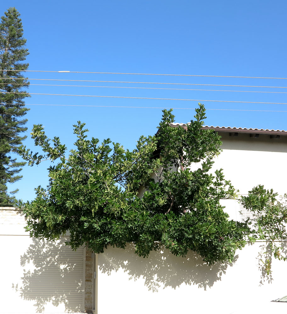 Изображение особи Cupaniopsis anacardioides.