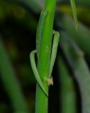 Euphorbia schimperi
