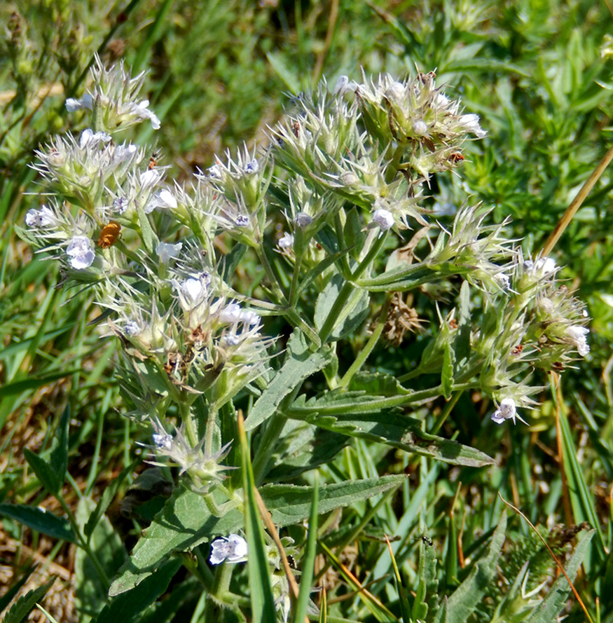 Image of Nepeta parviflora specimen.