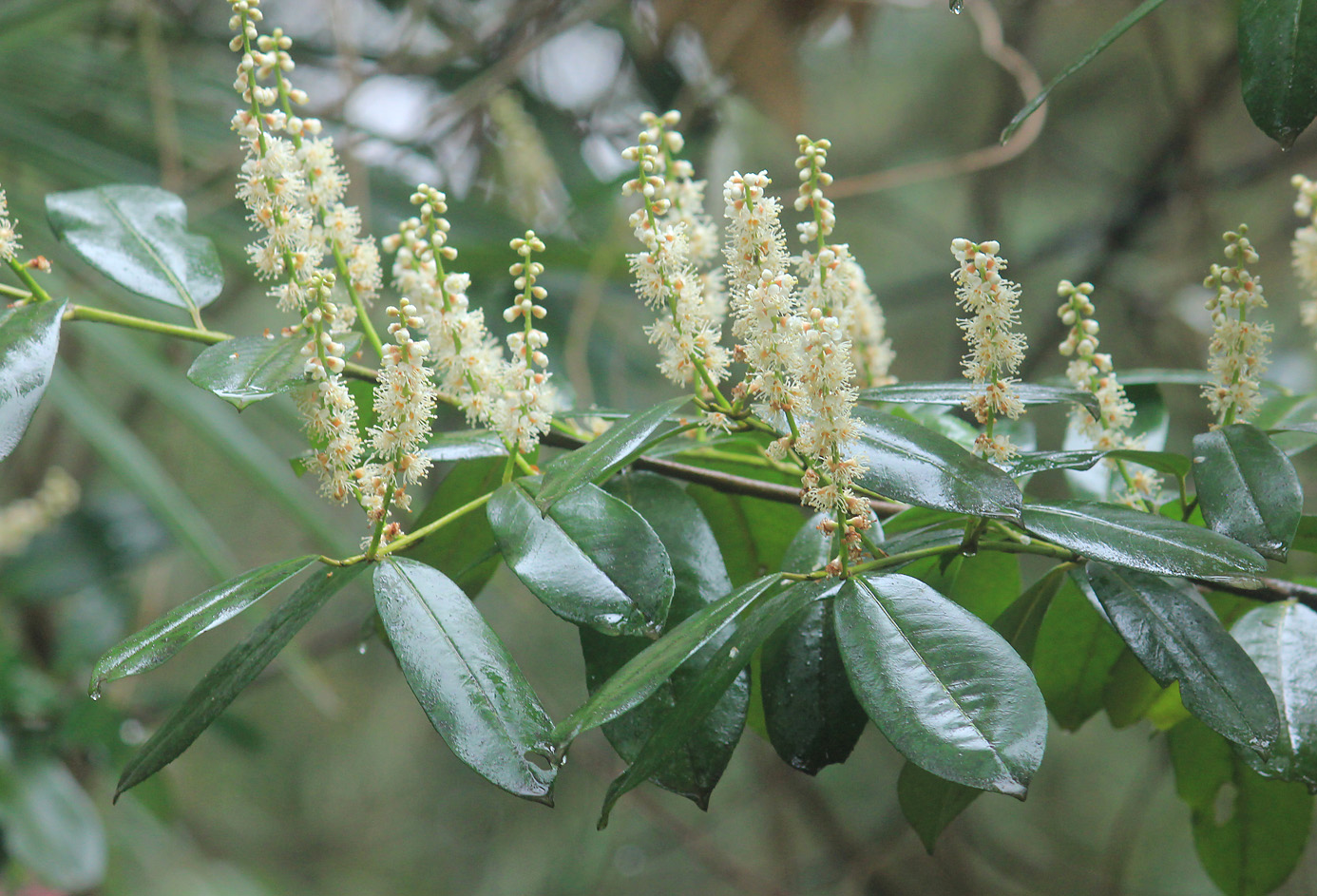 Image of Lauro-cerasus officinalis specimen.