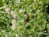 Conyza canadensis