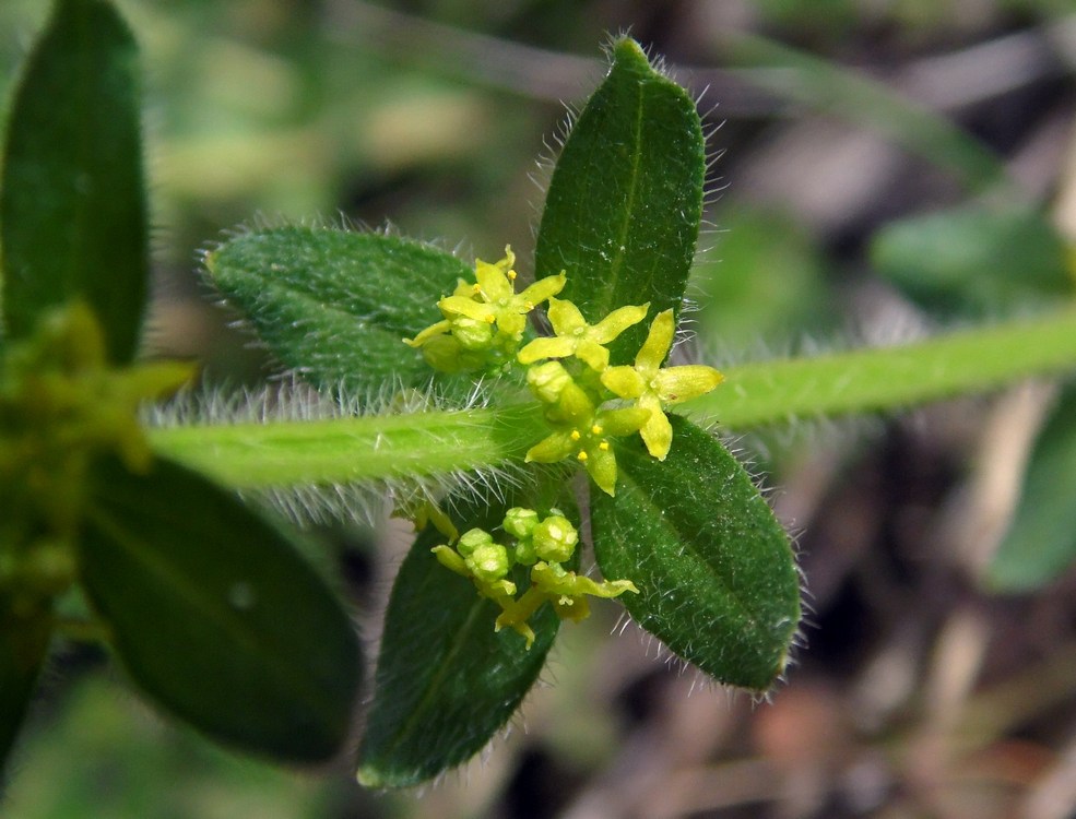 Изображение особи Cruciata laevipes.