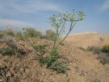Ferula syreitschikowii. Цветущее растение. Казахстан, южные отроги Джунгарского Алатау в 25 км западнее с. Коктал. 21 апреля 2016 г.