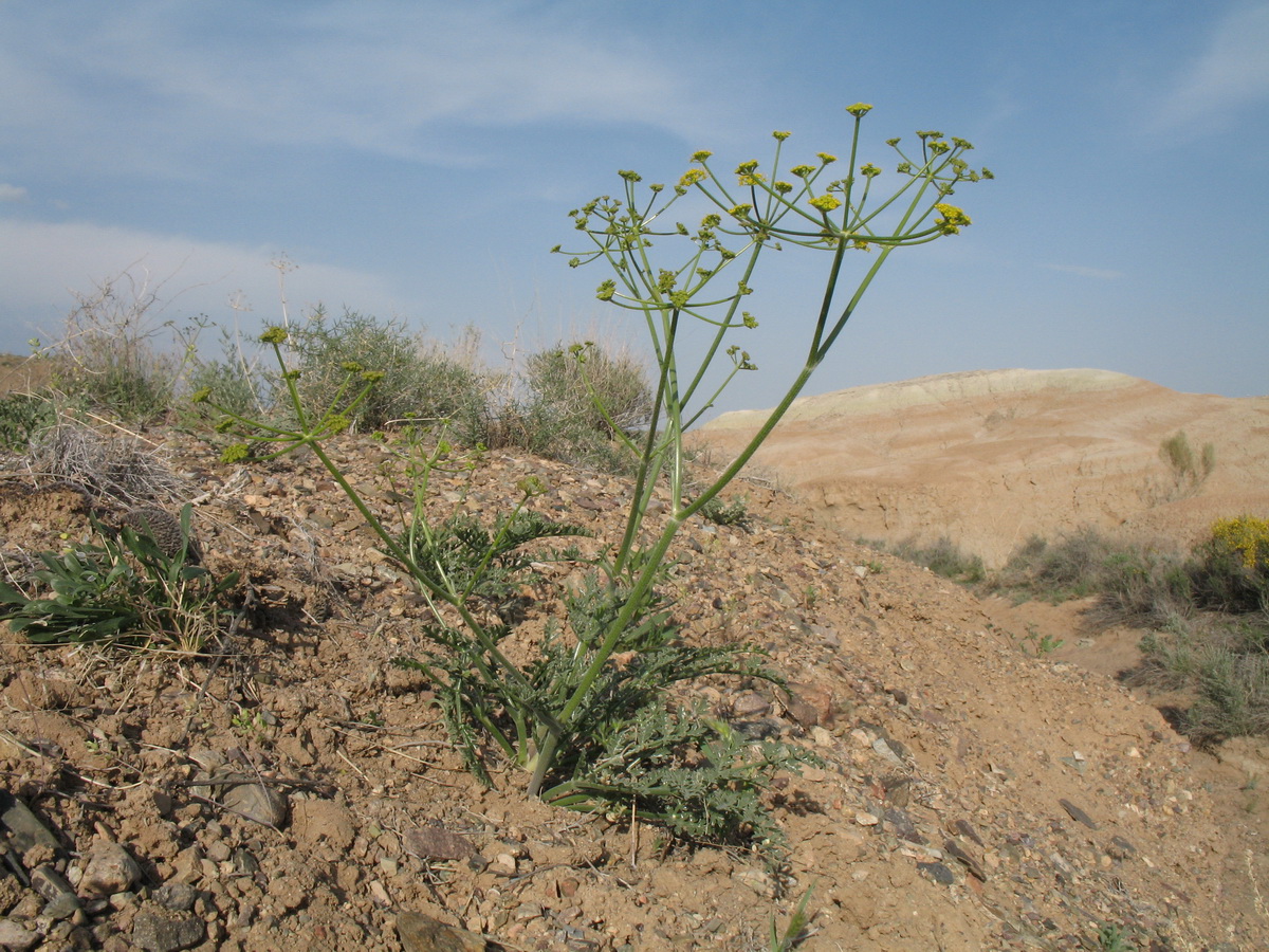 Image of Ferula syreitschikowii specimen.