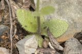 Draba nemorosa. Розетка прикорневых листьев. Саратов, р-н Телевышки, опока. 01.05.2016.