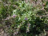 Corydalis solida. Отцветающее и плодоносящее растение. Псковская обл., г. Печоры, вершина холма восточнее монастыря, разнотравно-злаковый луг. 30.04.2016.