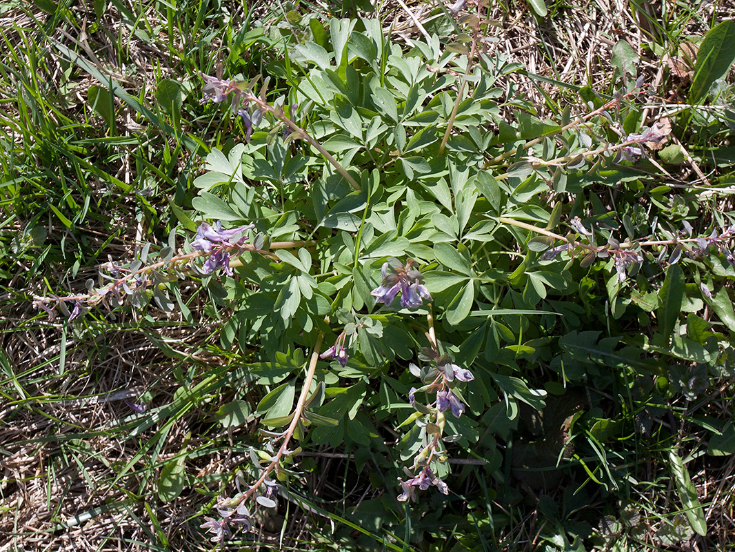 Image of Corydalis solida specimen.